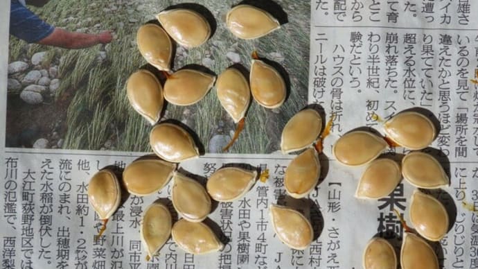カボチャの採種