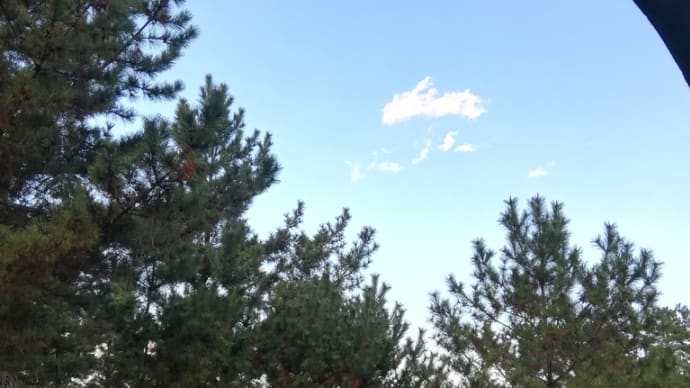 白いウサギ