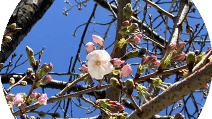 安井金毘羅宮（安井神社）の桜