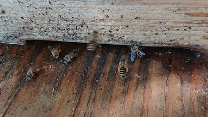 日本蜜蜂の底力