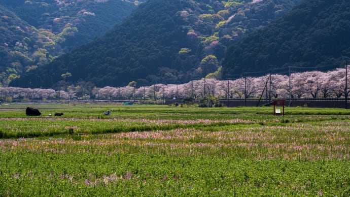 伊豆お花見ツーリング(その2:那賀川の桜並木と弓ヶ浜の夕陽)
