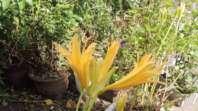 今朝のお花