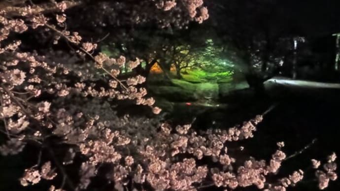 夜桜