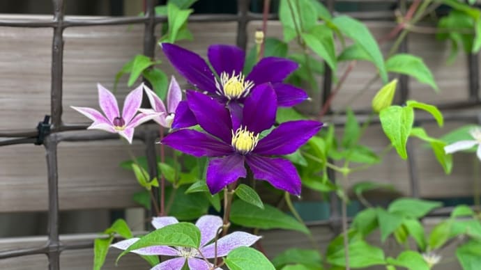 庭復旧の希望プラン完成