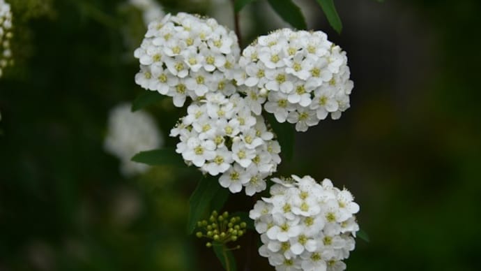 我が家の花日誌 色とりどりの花に癒されて