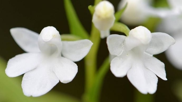 鉢植えのウチョウランの仲間（２） 白花