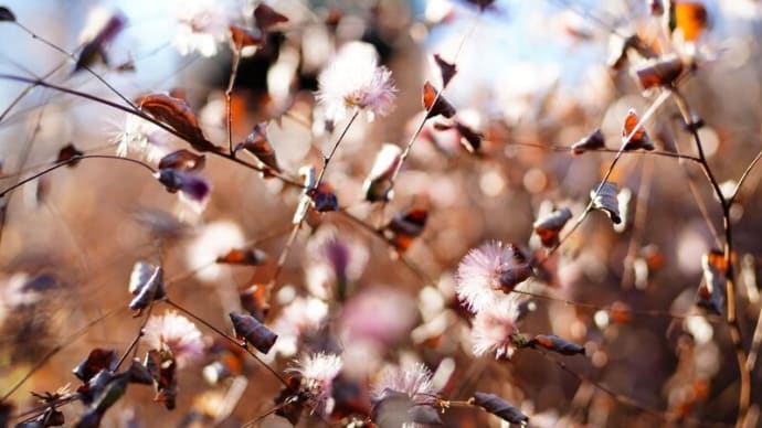 コウヤボウキの綿毛とセツブンソウの芽(板橋区立赤塚植物園 2025.1.26撮影)