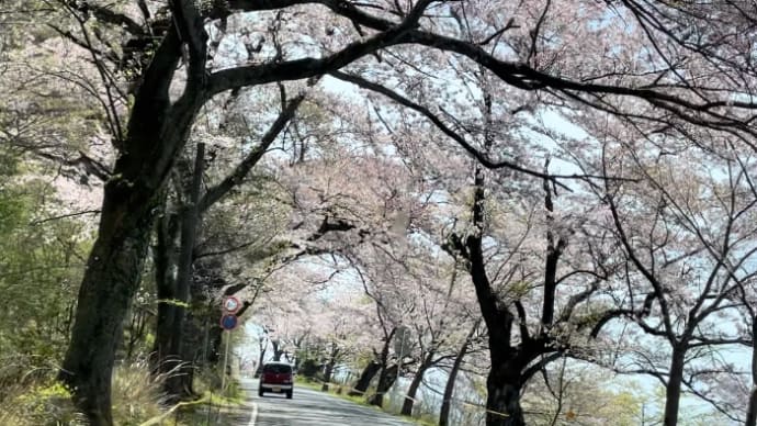 海津大崎近くの桜　4月13日撮影