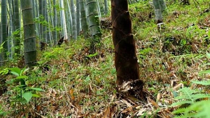 筍の驚異の成長力と竹の秋