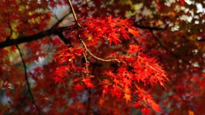 紅葉
