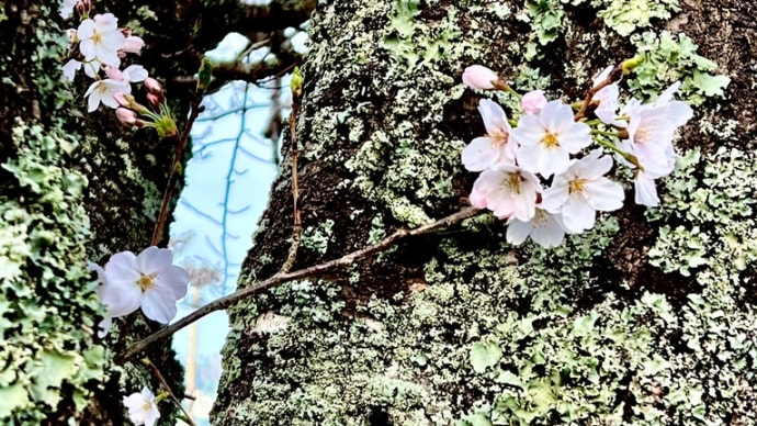 静かで力強く優しい桜に感謝！新学期の健康コーラス！