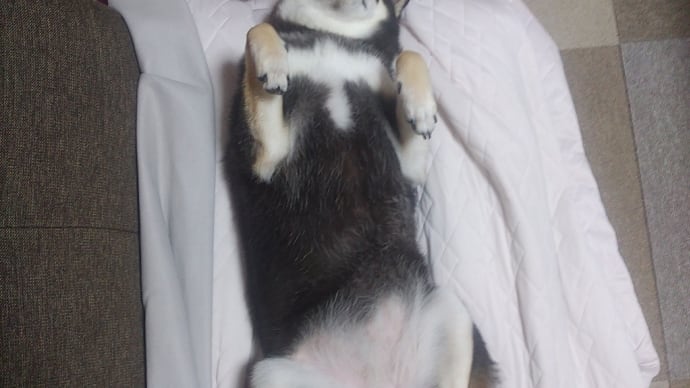 ヘソ天からのー