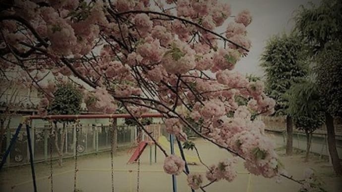 八重桜の咲く公園