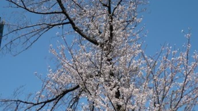 桜日記25 ⑫