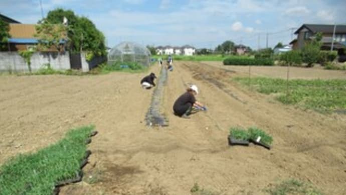 トウモロコシの植え付け　&　畑の水くれ