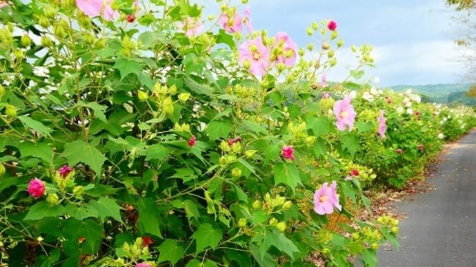 岡山県美咲町 芙蓉ロード