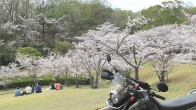 serowでお散歩2025(⑤見ごろの桜.厚木市)