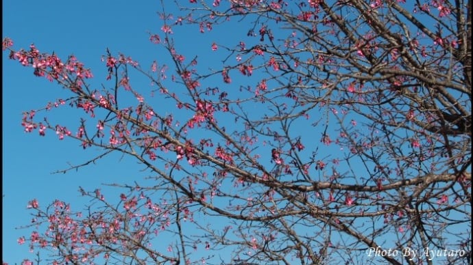 遅いぞ?緋寒桜
