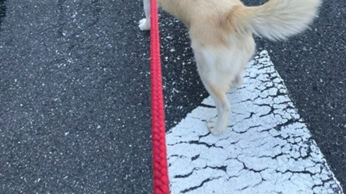 犬と猫との暮らしです～小紋袷のかぶり直しに新作振袖のご案内～