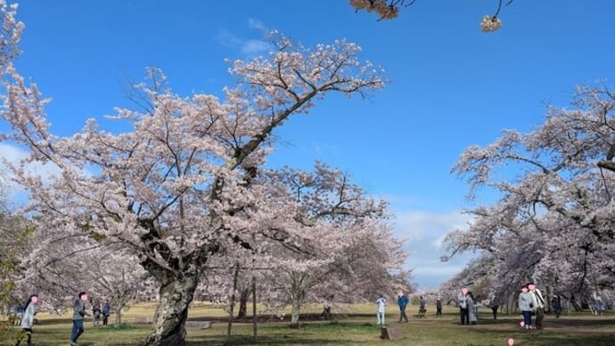 三神峯公園の桜は満開