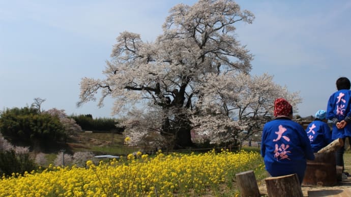 青き大空はもっとも素晴らしいキャンバス～塩ノ崎の大桜