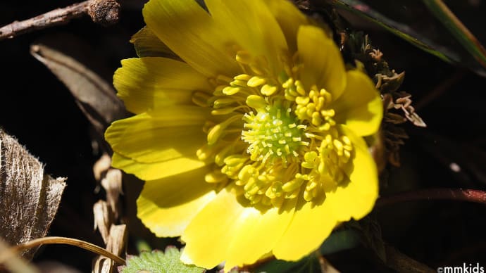 春の兆しの福寿草が開花。黄色いパラボラアンテナの様な花びら。雪のない陣場平。妻女山展望台からの眺め。(妻女山里山通信)