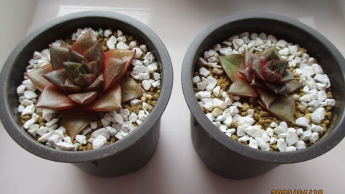 2022春の植替え11☆大和錦&シルバースター