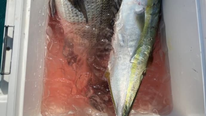 2021/2/7 飼い付けチヌ釣り 和歌山県美浜町 関電沖