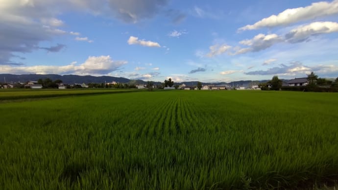 田んぼの様子　出穂確認
