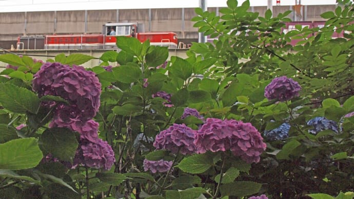 紫陽花の思い出 北王子専用線