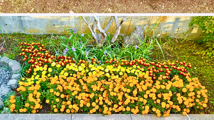 チューリップの球根を植え付けた南側第２花壇とマリーゴールドがまだ元気に咲いている北側花壇