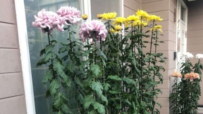 秋といえば、菊。