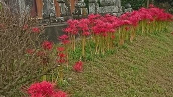 彼岸花 ようやく咲いてきました