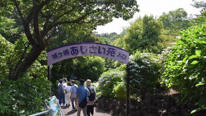 あじさい狩り 静岡県伊東市富戸 城ケ崎あじさい苑(3)あじさい苑に入ります