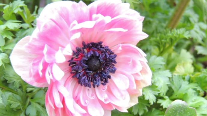 芽出しのワクワク感(球根や山野草)