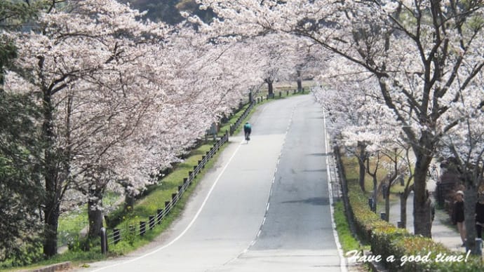 満開の桜を追いかけて　2021　vol.3（平の沢池）