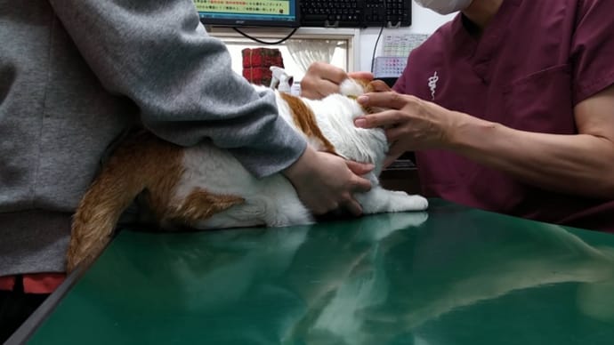 きなこ、血尿