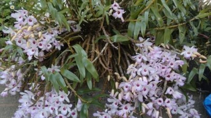 満開の花々と近所のお家の花