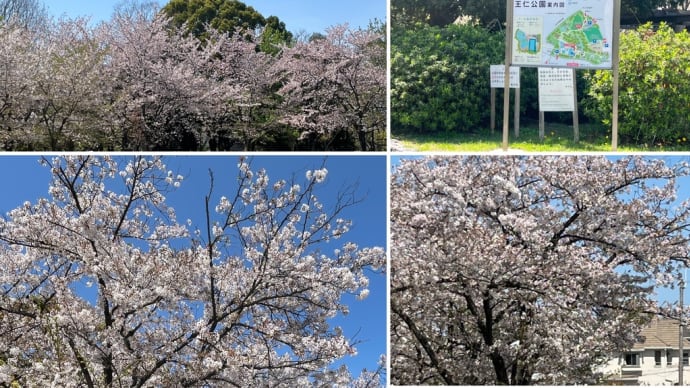 今年もここの桜🌸観れました😃