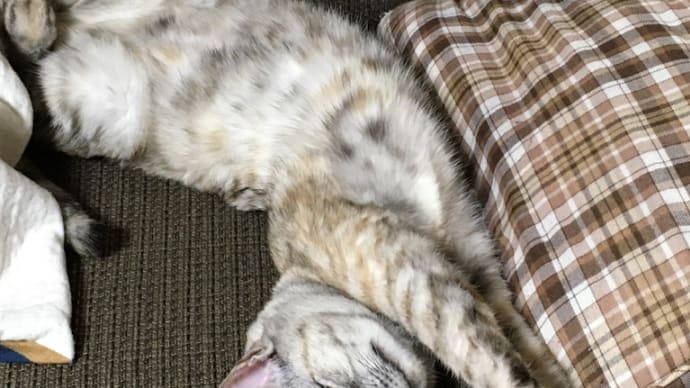 野生を忘れた猫