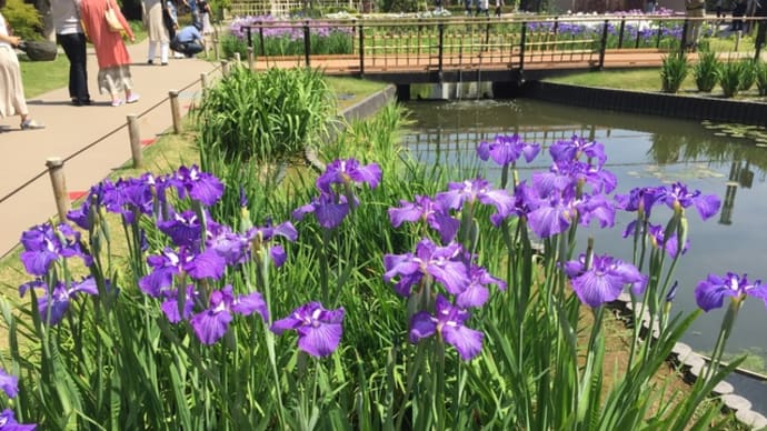 堀切菖蒲園 2020