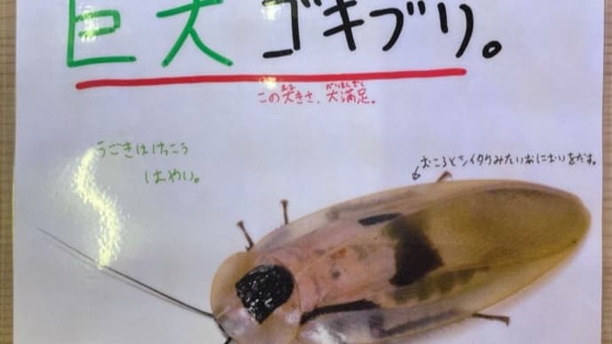 ブラベルスギガンテウス