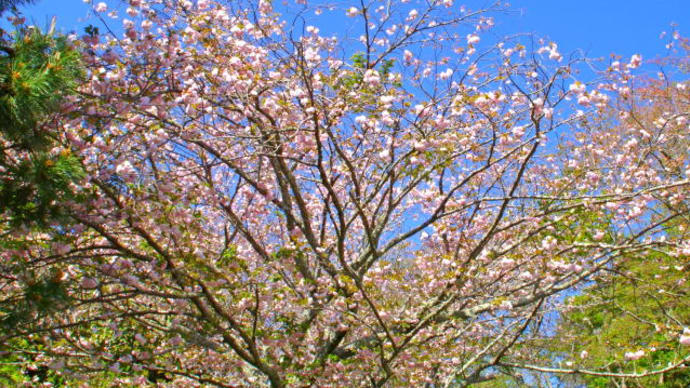 八重桜咲く