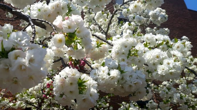 ~令和七年 造幣局 桜の通り抜け~