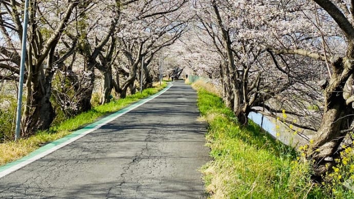 油断してたらもう満開