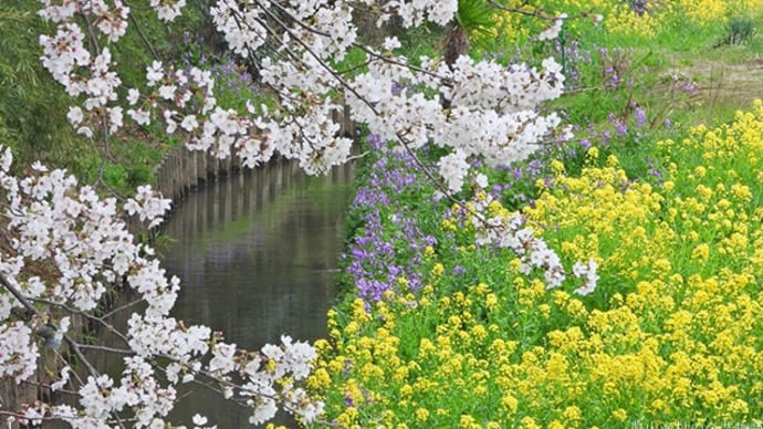 ソメイヨシノ満開 独歩花見