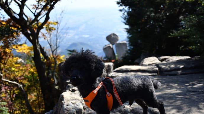 犬🐩と山登り⛰