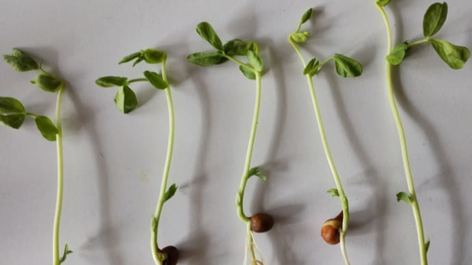 新たに豆苗植えました!