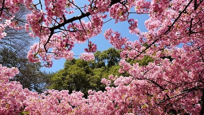 「河津桜」/林試の森公園