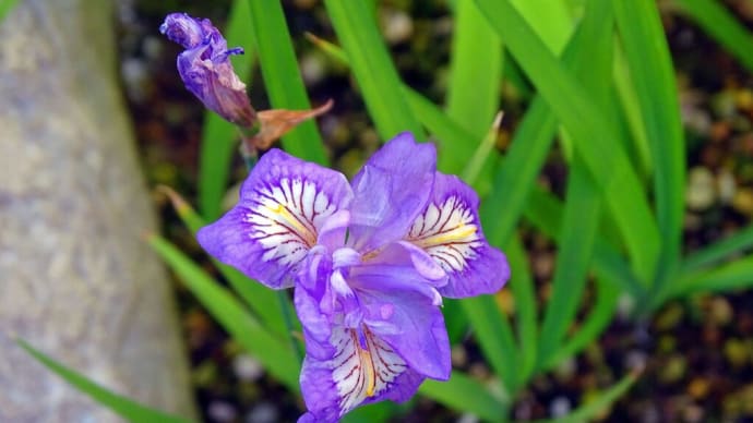 ヒメシャガの花びらの模様は、「蜜標」なのだろうか？